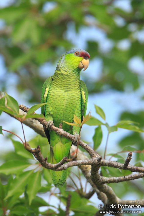 Lilac-crowned Parrot, Miami-Dade County, Florida, United States